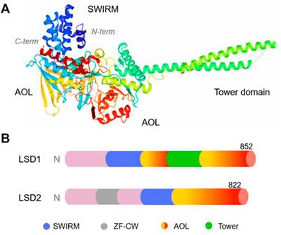 Mechanisms of carcinogenic activity triggered by lysine-specific demethylase 1A